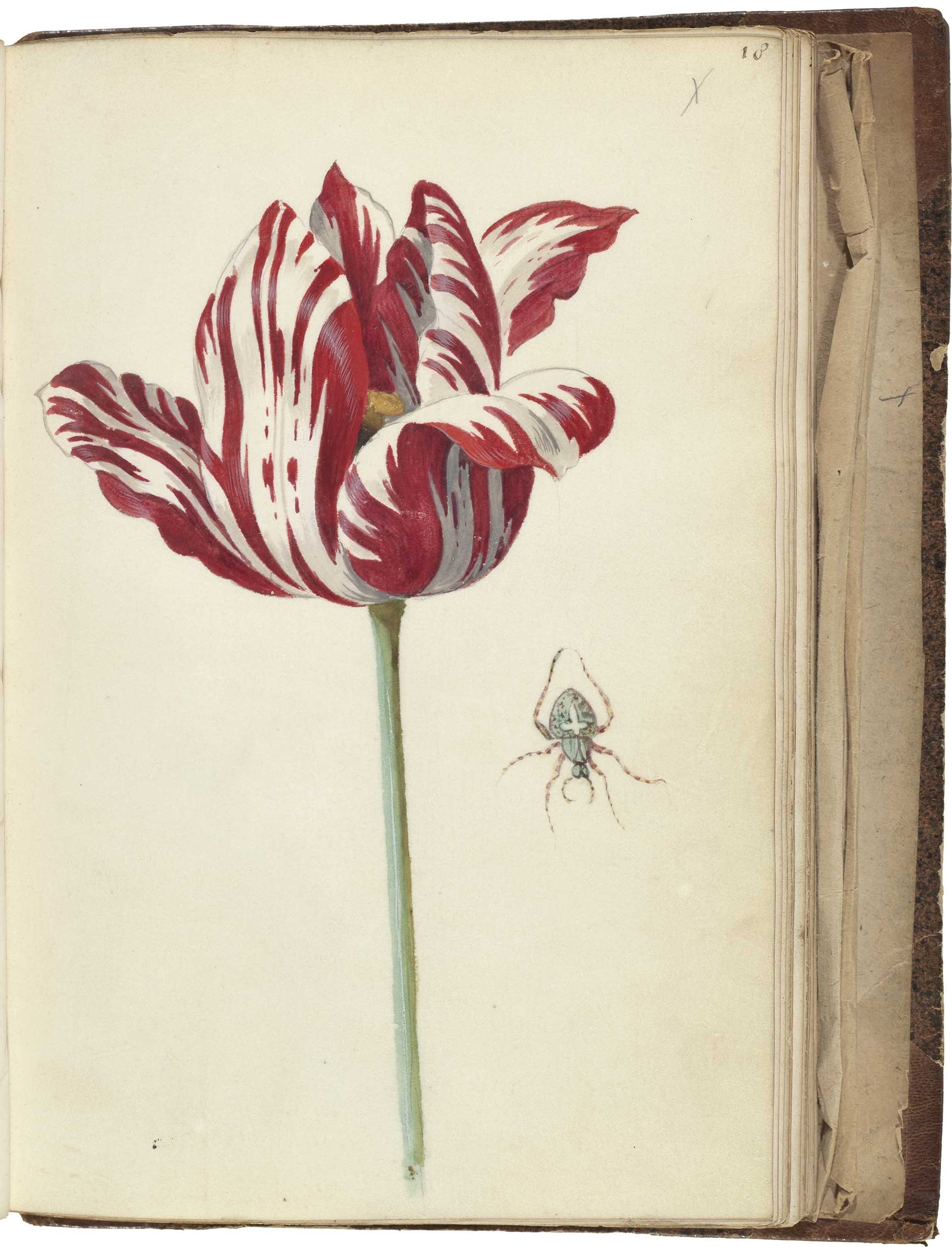 Oak Spring Garden Foundation - Maria Sibylla Merian and the